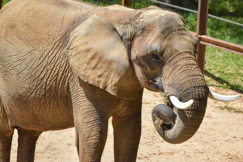 African Elephant | The Maryland Zoo