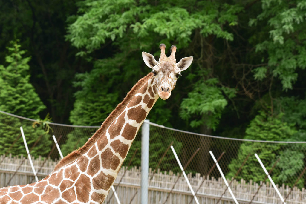 Reticulated Giraffe | The Maryland Zoo