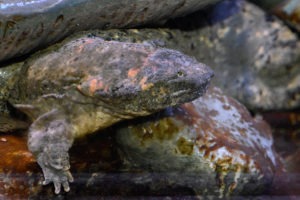 eastern hellbender