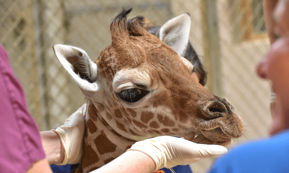 giraffe being treated