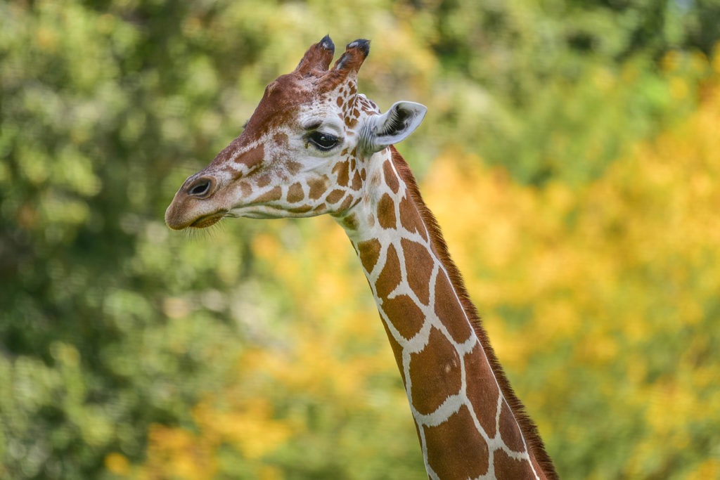 giraffe