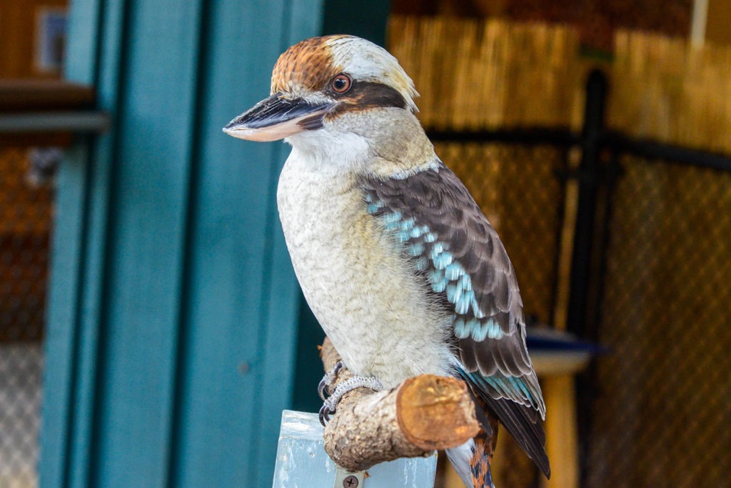 kookaburra bird background