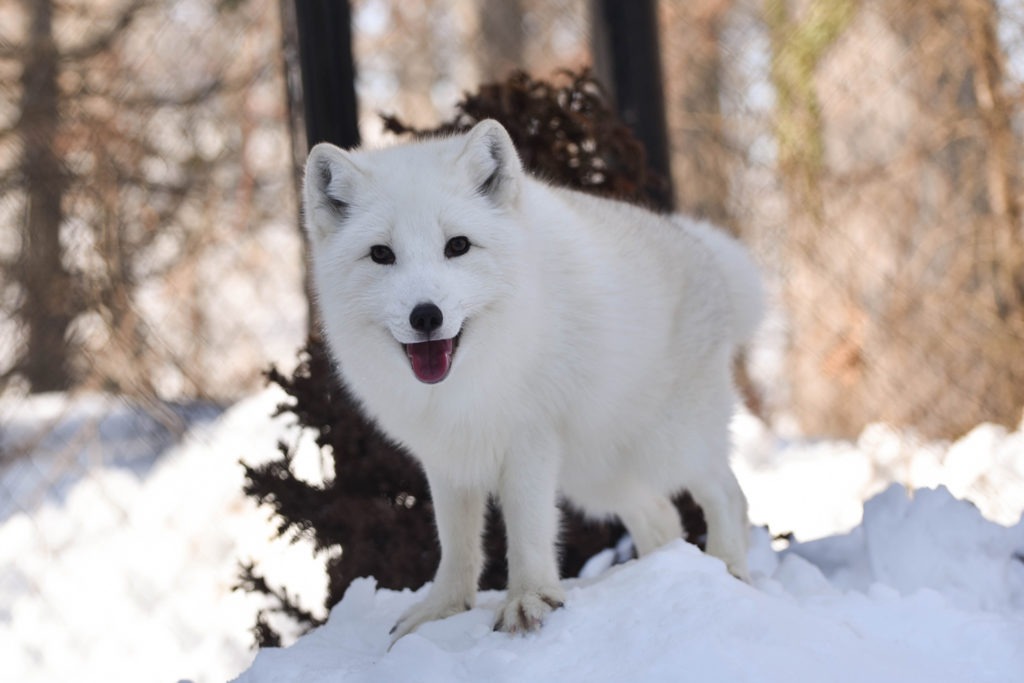arctic fox the maryland