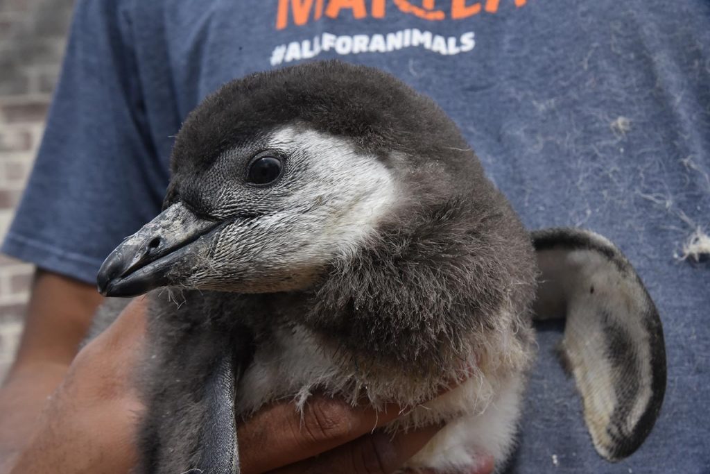 african penguin chick