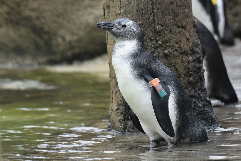 juvenile penguin