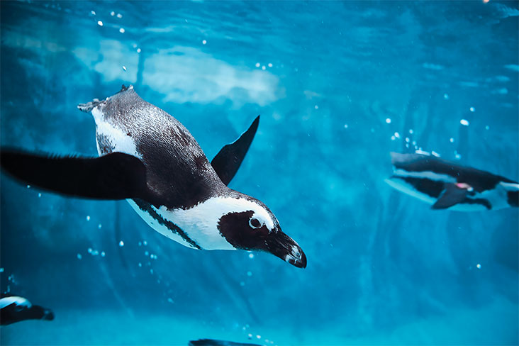 penguin under water