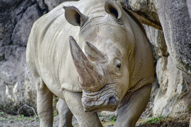 southern white rhino