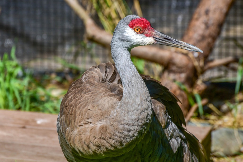 Sandhill Crane background