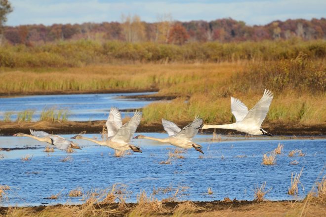 Swans taking flight