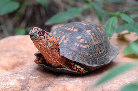 box turtle