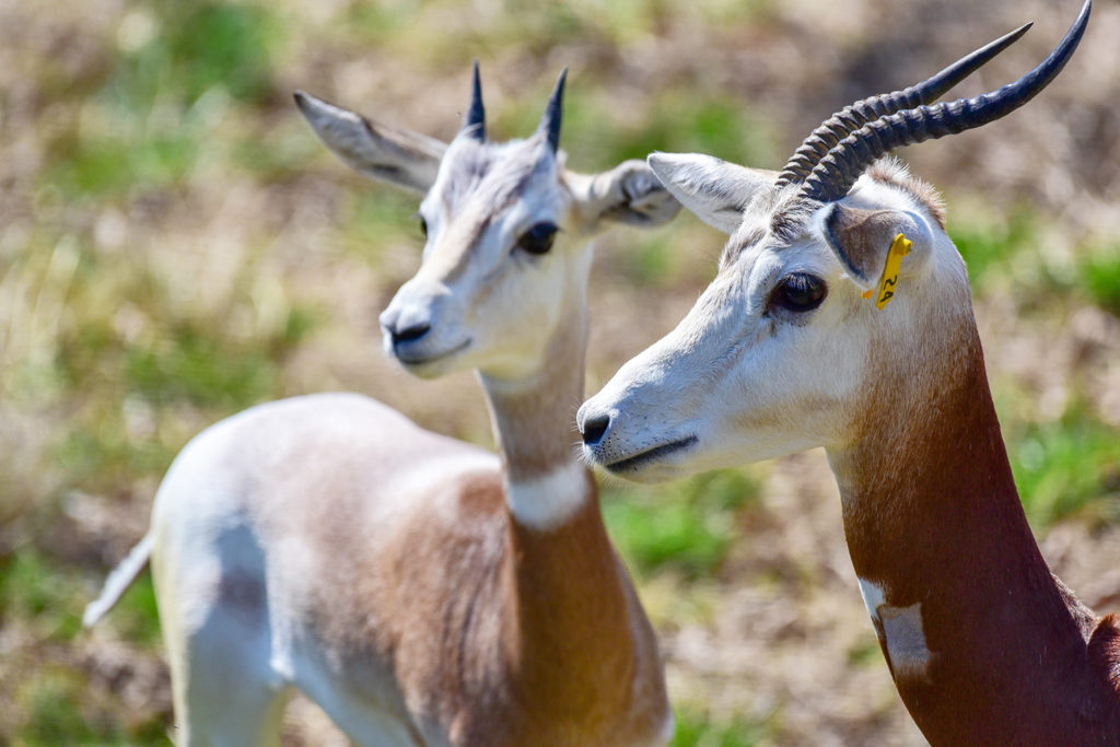 Goat antelope, Habitat, Diet & Adaptations