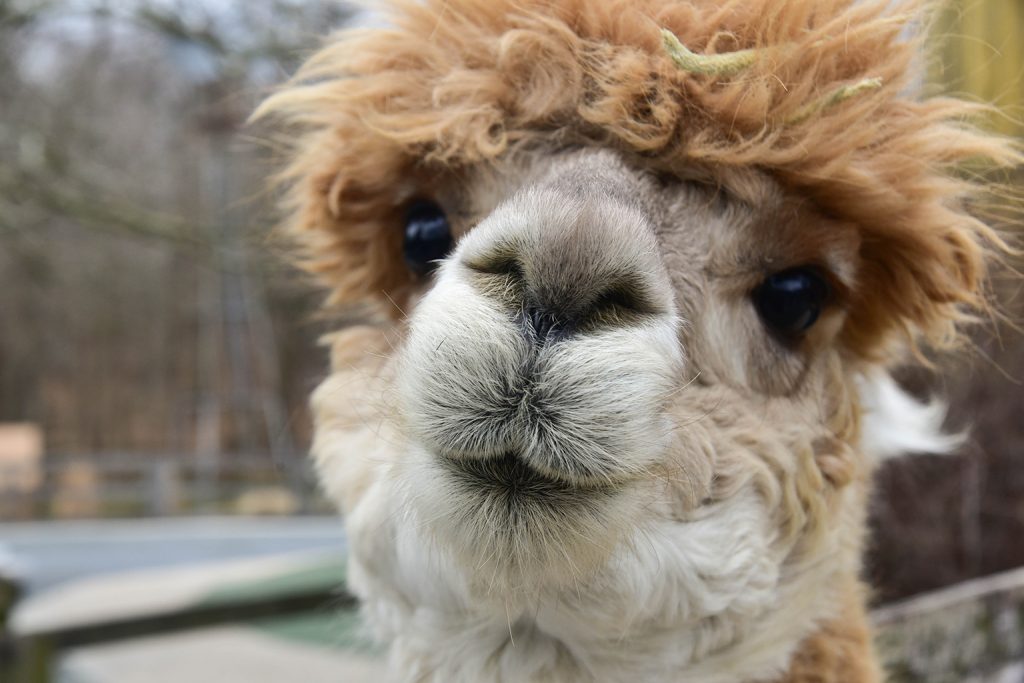 Alpaca face