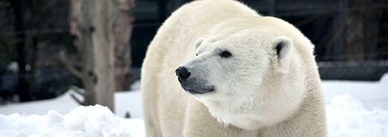 polar bear