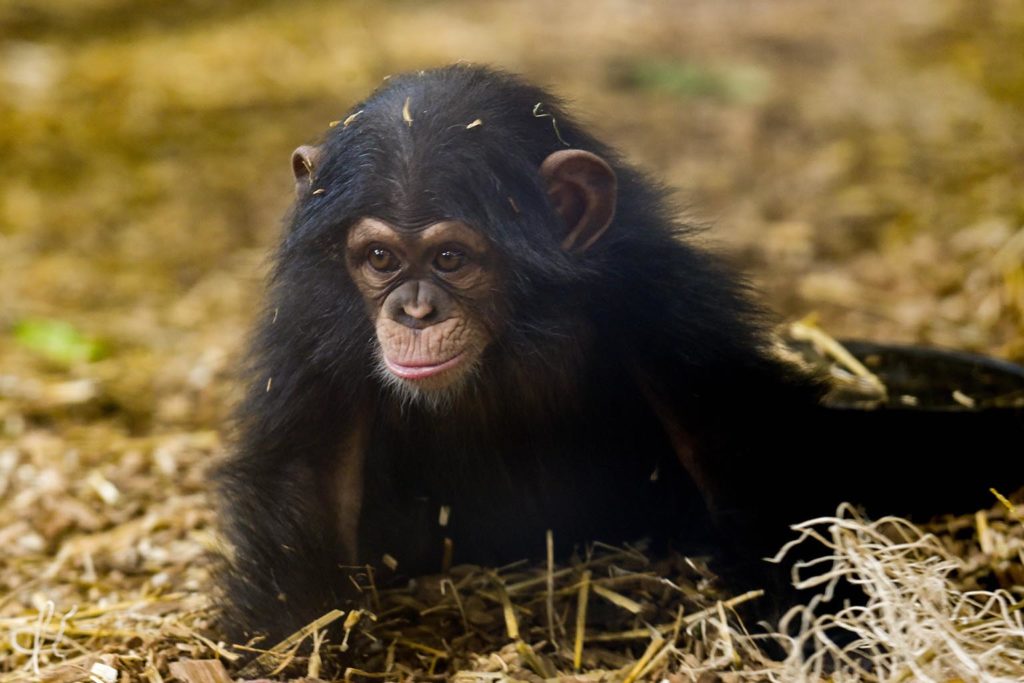 Baby chimpanzee Maisie on the ground.