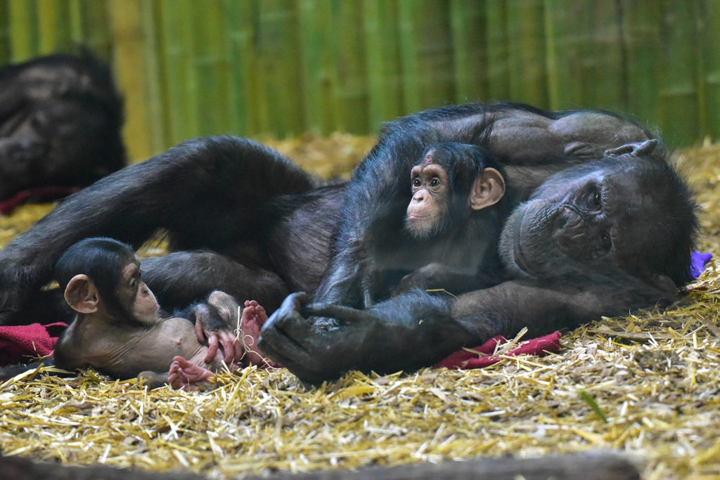 Chimp with two babies