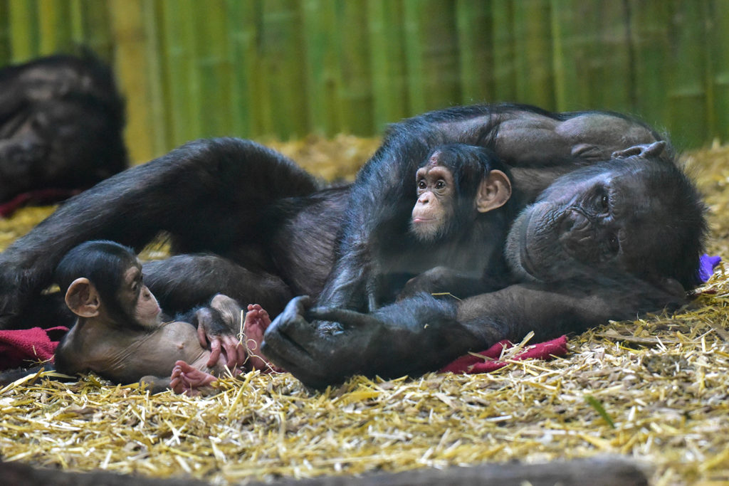 chimpanzee fetus