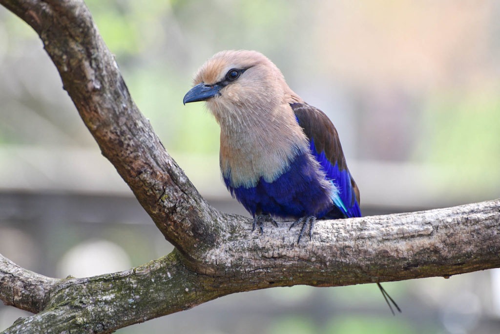 blue bellied roller background