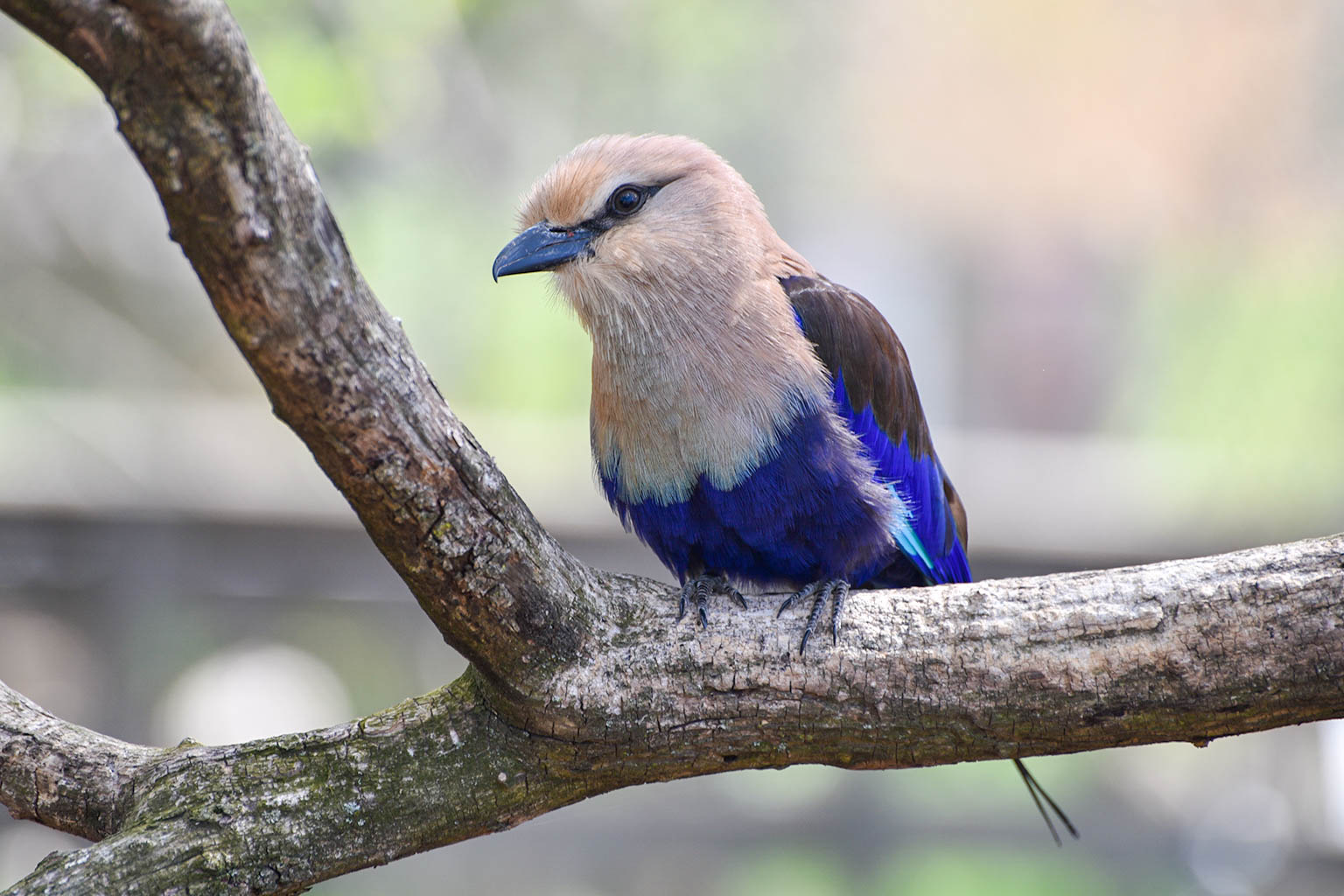 Blue Birds Sitting On Branch Photo License Plate
