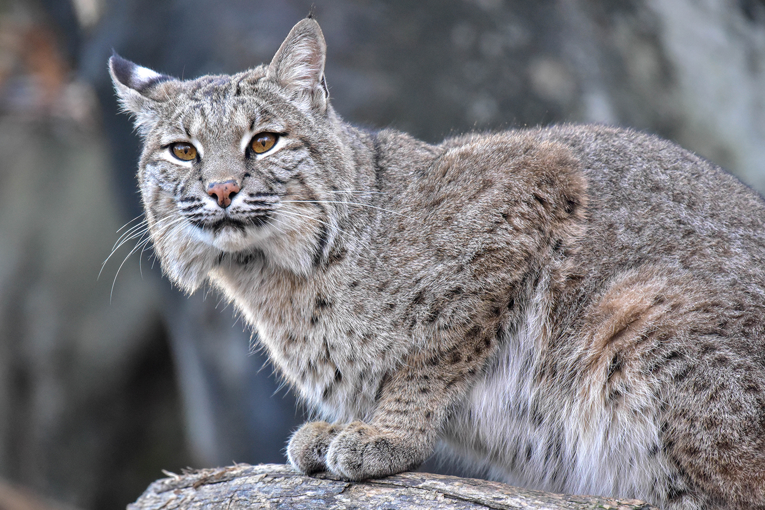 Bobcats Animals Bobcat Sightings On The Rise In New Canaan NBC