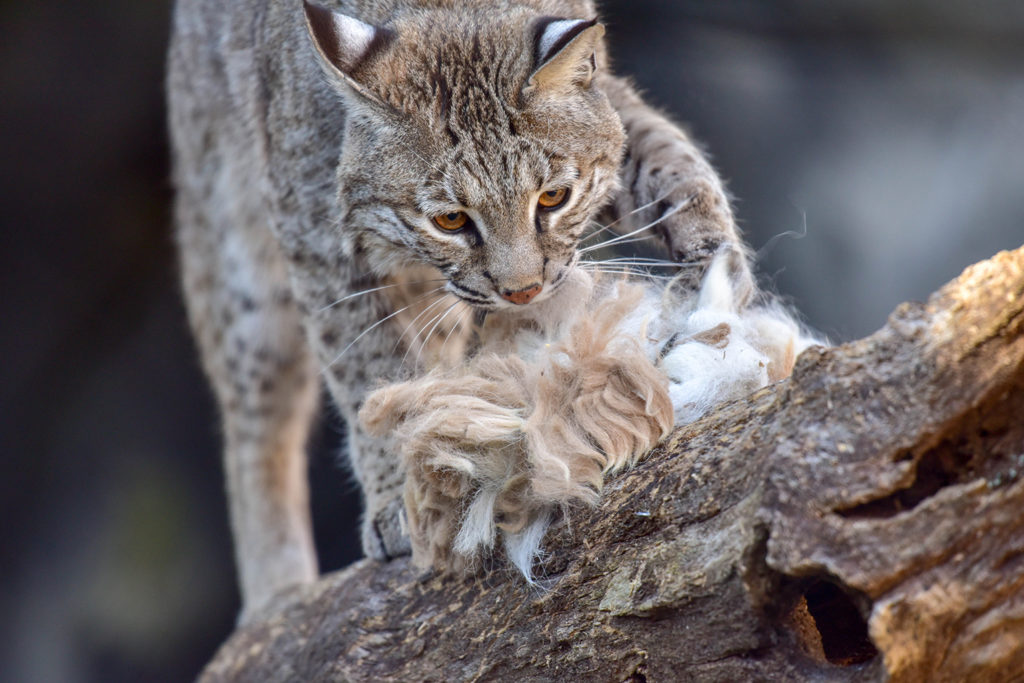 bobcat smelling alpaca fur