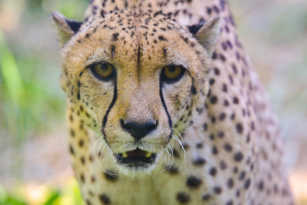 cheetah niche