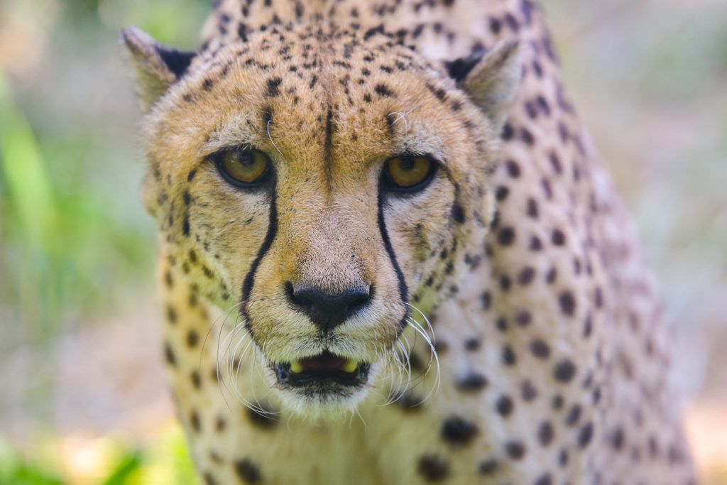 cheetah background