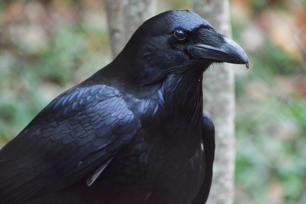 raven background