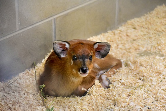 sitatunga calf