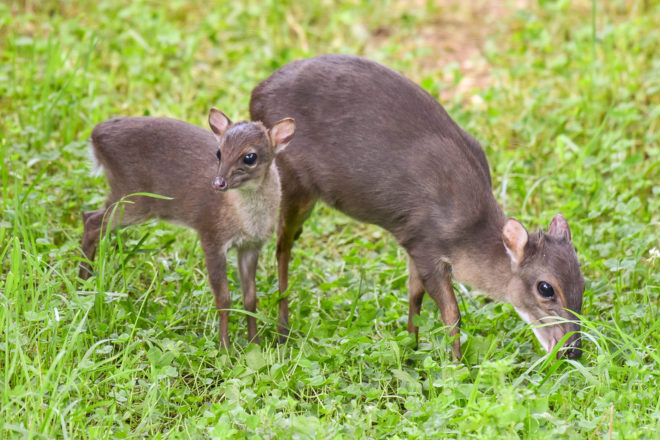 blue duiker with calf