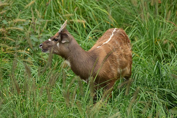 sitatunga