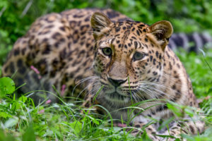 female amur leopard sitting in grass.