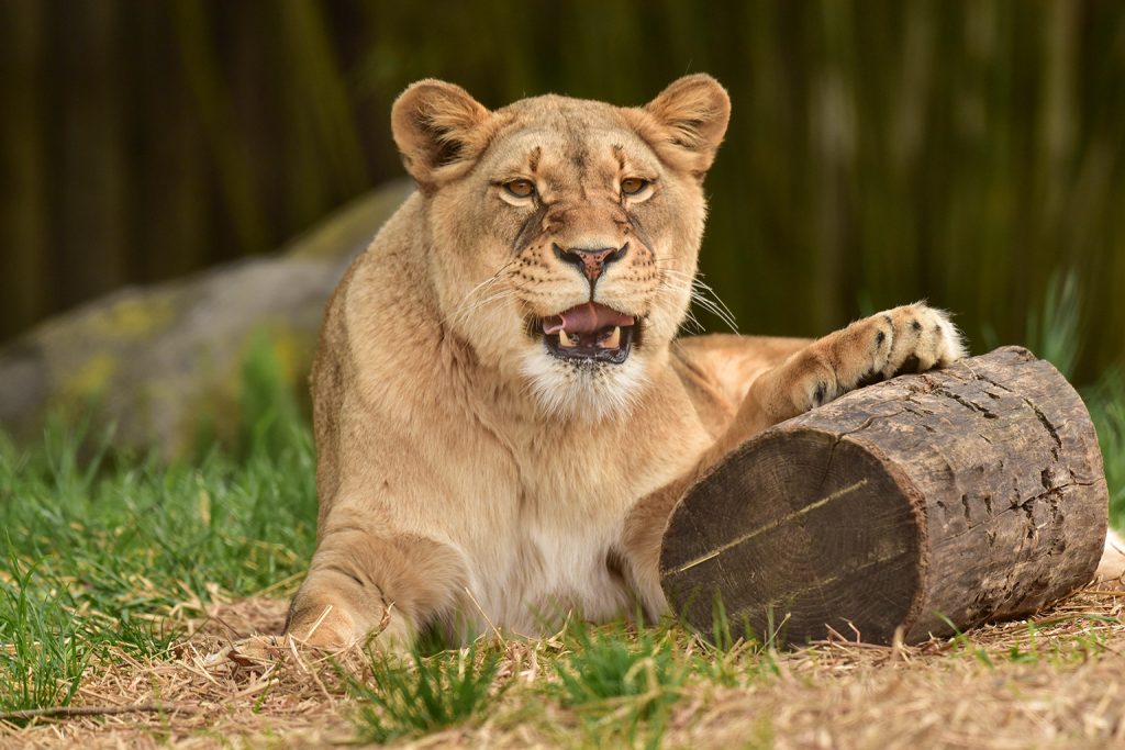 woman lion