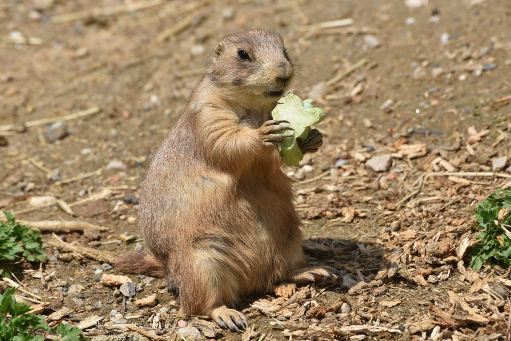 prairie dog eating background