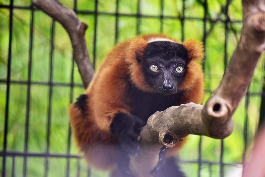 red ruffed lemur