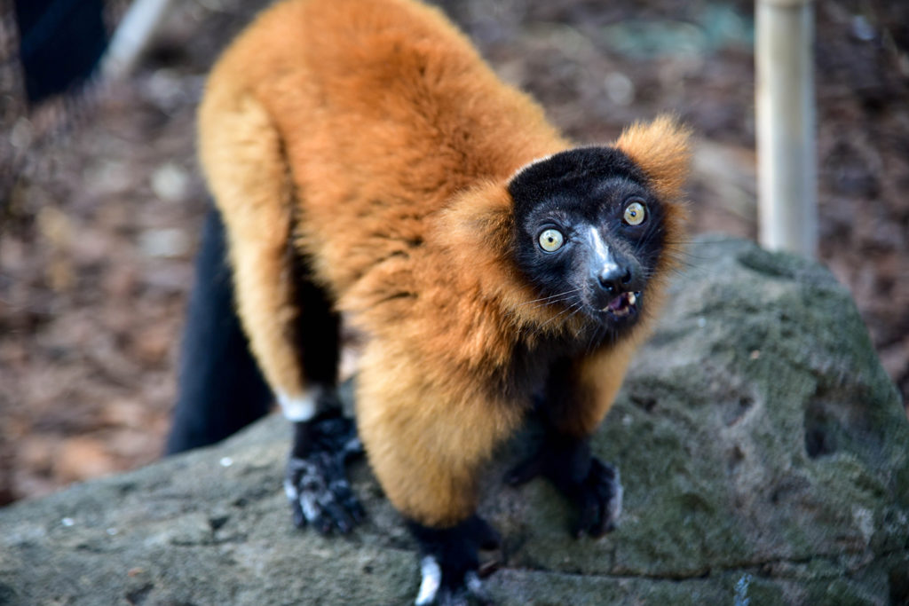 red ruffed lemur background