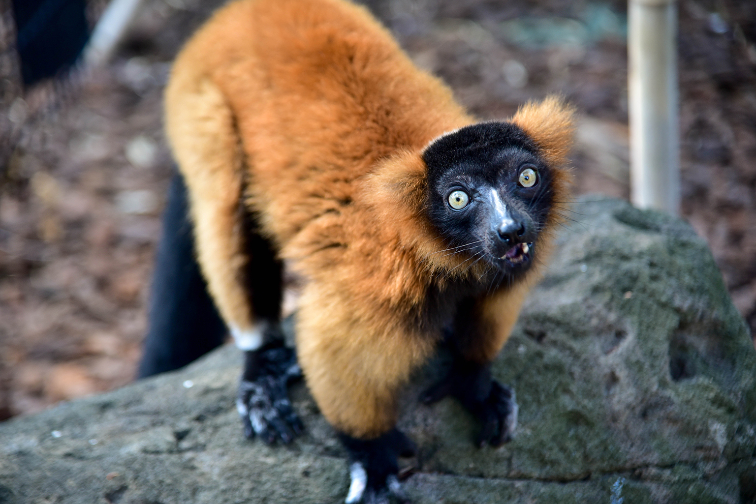 Red Ruffed Lemur | The Maryland Zoo