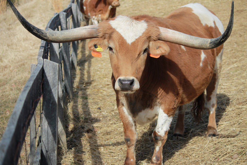 texas longhorn