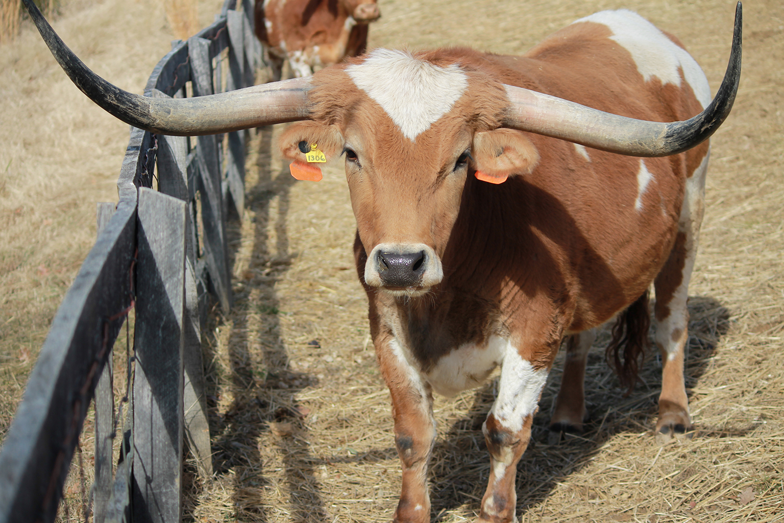 Miniature Texas Longhorn The Maryland Zoo