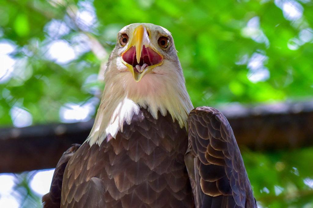 bald eagle background