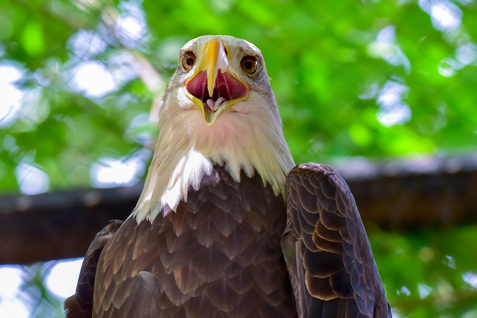 Bald Eagle | The Maryland Zoo