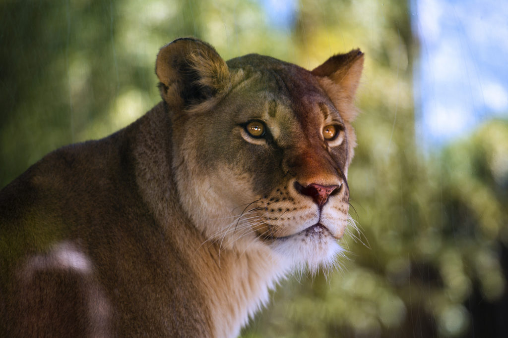 female lioness.