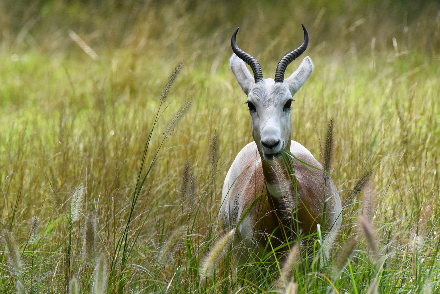 Goat antelope, Habitat, Diet & Adaptations