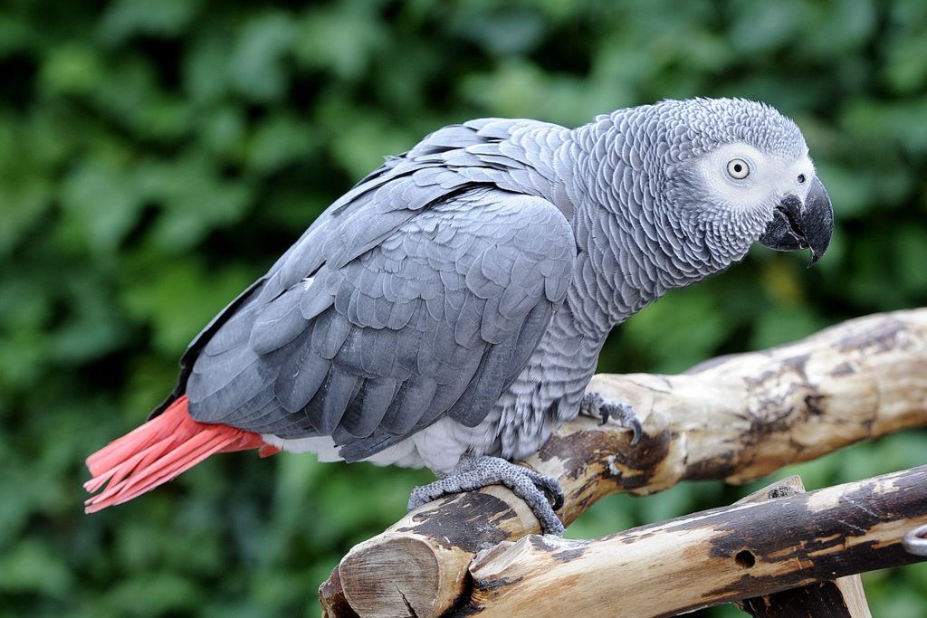 african grey parrot types