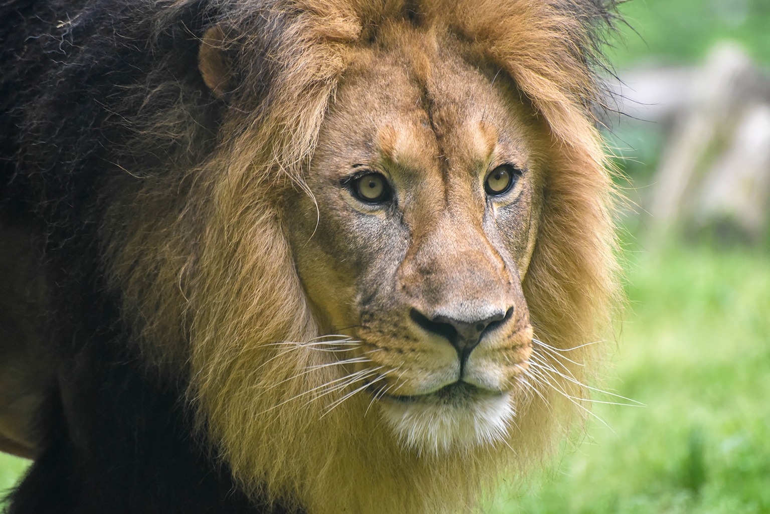 Лев в 16 лет. Африканский Лев. Африканский Лев с голубыми глазами картинка. Panthera Leo melanochaita. African Lion 2023.
