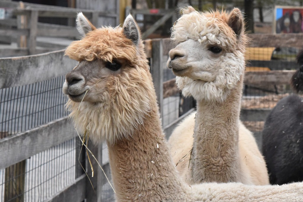 Alpaca  The Maryland Zoo