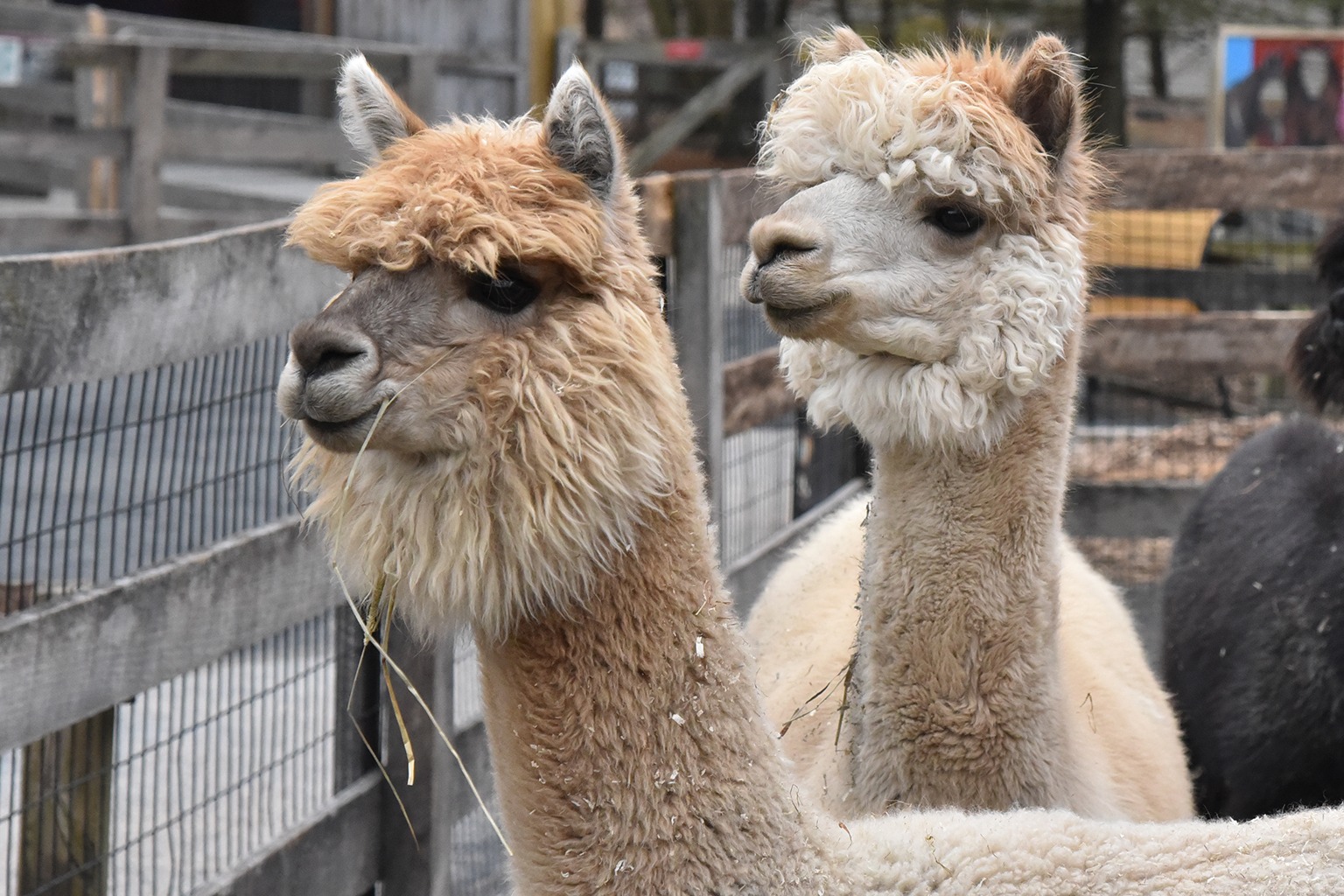 Alpaca | The Maryland Zoo Alpaca | The Maryland Zoo