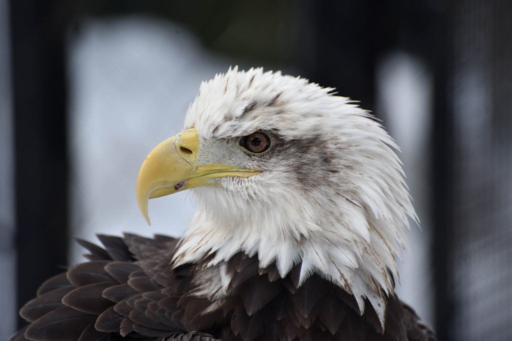 bald eagle