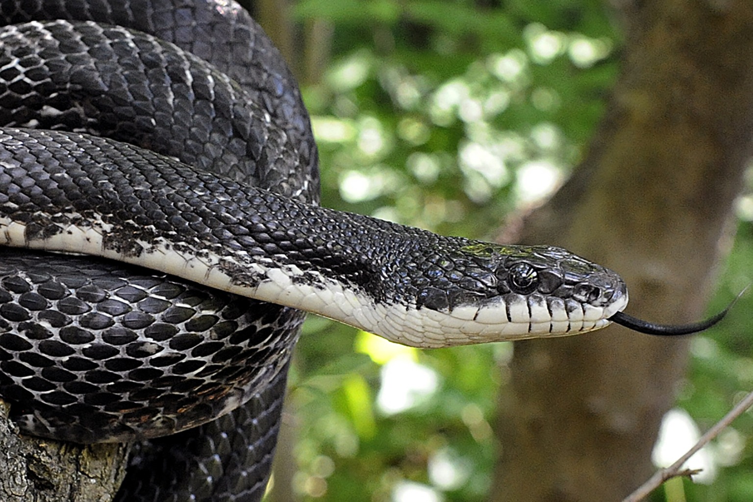 A black snake coils in a tree.