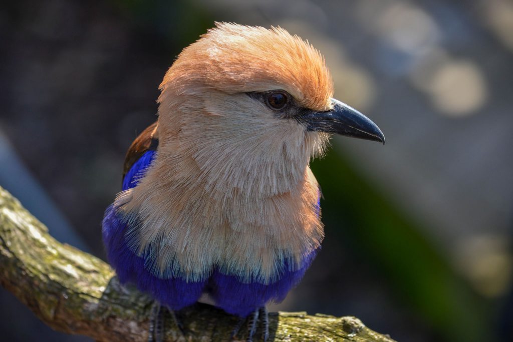 Blue-bellied Roller