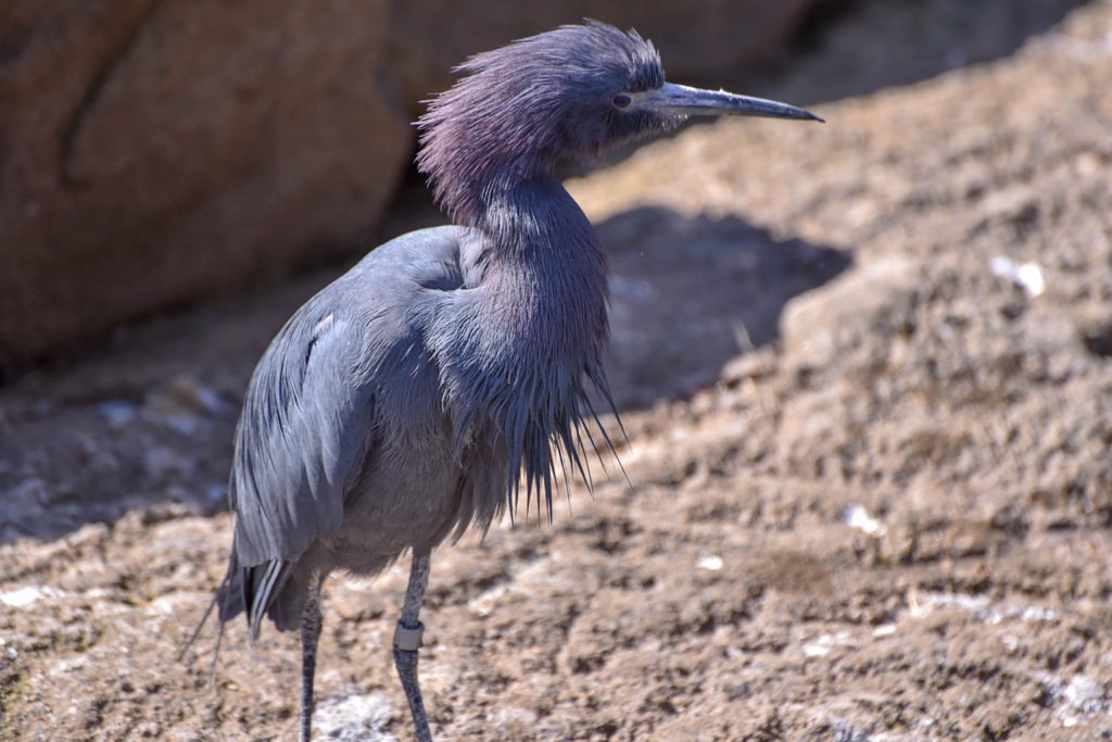 Little Blue Heron The Maryland Zoo Little Blue Heron The Maryland Zoo